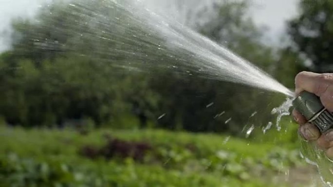 成熟的男人用慢动作的水管给花园浇水