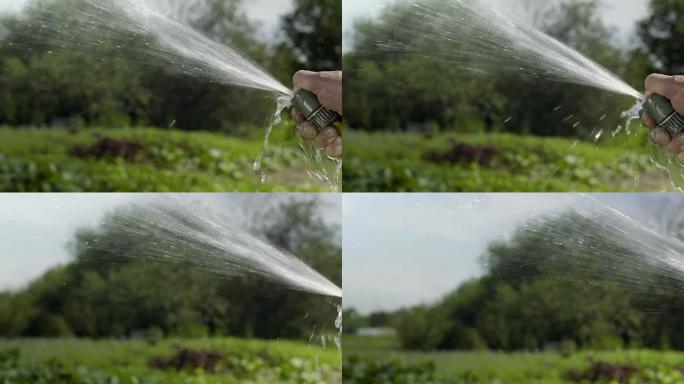 成熟的男人用慢动作的水管给花园浇水