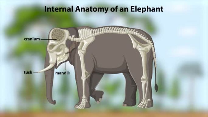 大象的动画内部解剖