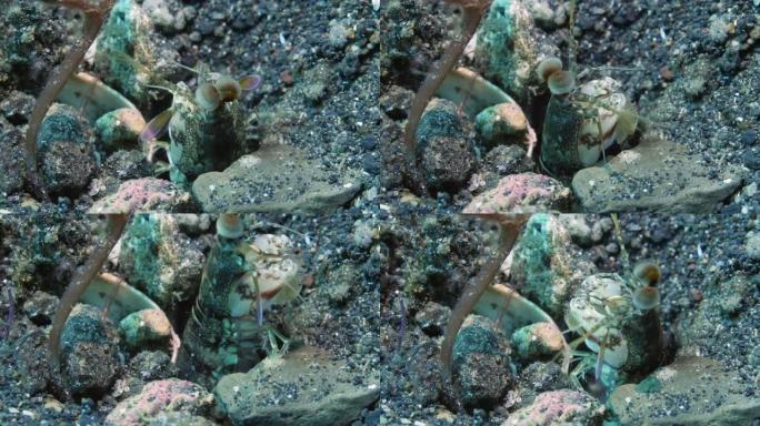 特写不安的孔雀螳螂虾从水下海洋的洞里偷看。