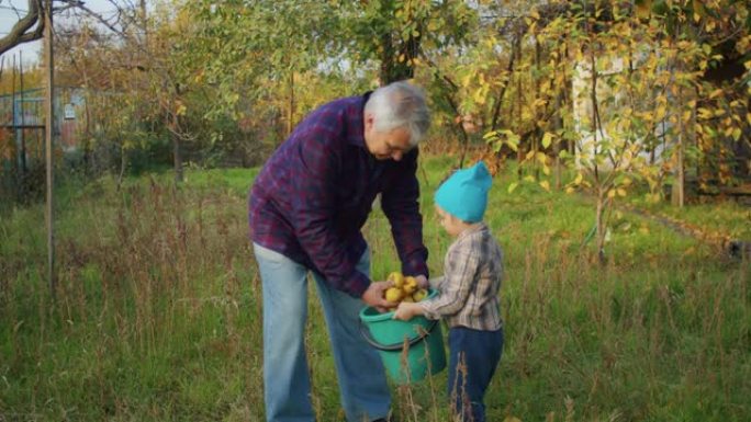 当树叶落下时，一个男人和他的孙子在果园里收集苹果，享受清新的空气和创造富含维生素的果汁的满足感