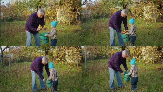 当树叶落下时，一个男人和他的孙子在果园里收集苹果，享受清新的空气和创造富含维生素的果汁的满足感