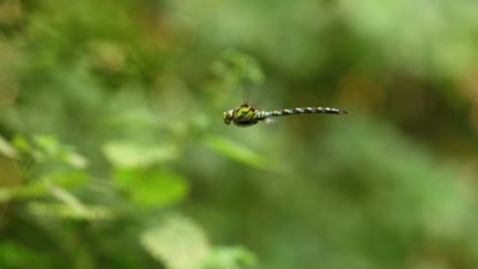 一只绿蓝蜻蜓在空中飞行的选择性焦点镜头