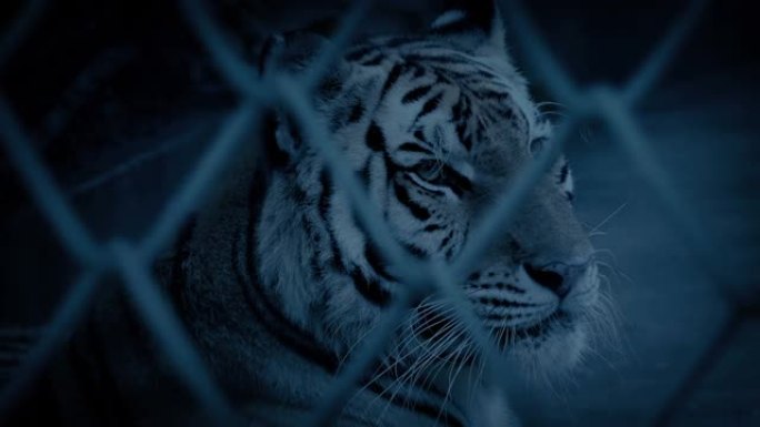 老虎在铁丝网后面抬起头来，焦点转移了晚上的镜头
