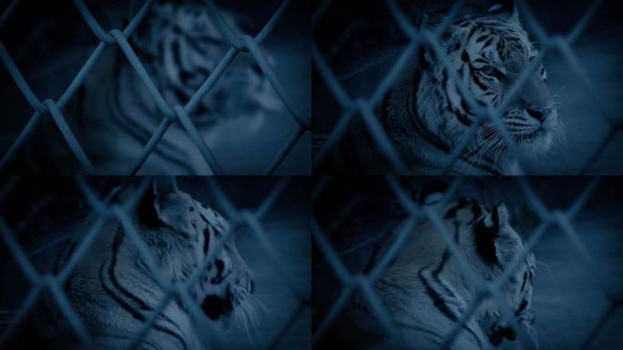 老虎在铁丝网后面抬起头来，焦点转移了晚上的镜头