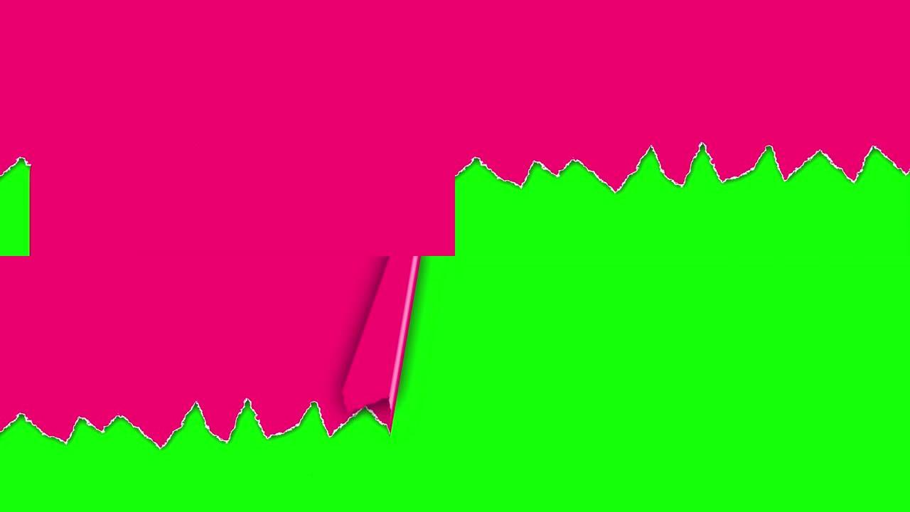 撕裂纸动画。4k循环撕裂纸动画。粉红色的纸在绿色背景上撕成横条纹