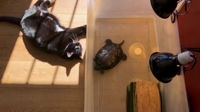 家猫和宠物龟相互作用