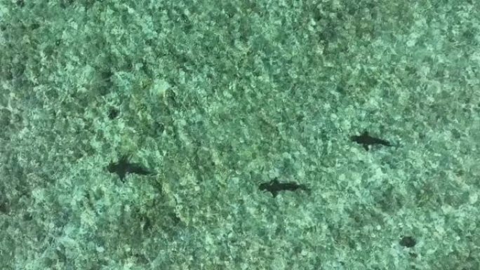 空中无人机在热带水中拍摄黑尖鲨
