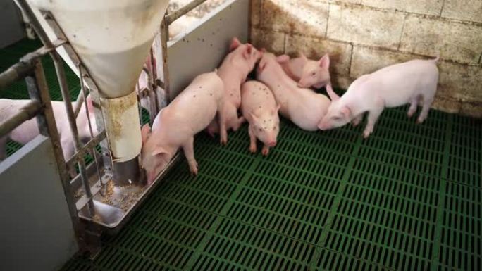 小粉红小猪在养猪场吃喂食器的饲料