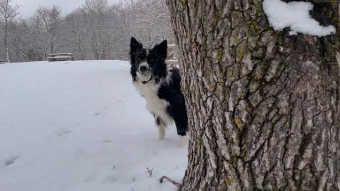 当雪落在树林中时，富有表现力的边境牧羊犬小狗看着被一棵树部分隐藏的相机，移动他的头，将球抱在嘴里。