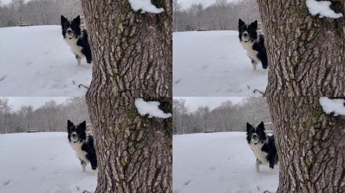 当雪落在树林中时，富有表现力的边境牧羊犬小狗看着被一棵树部分隐藏的相机，移动他的头，将球抱在嘴里。