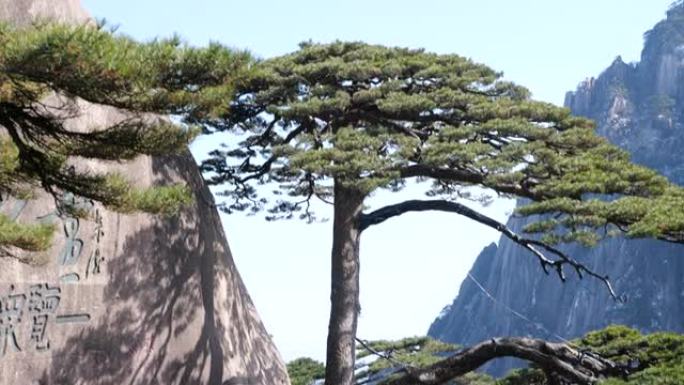 冬季迎接黄山的松树