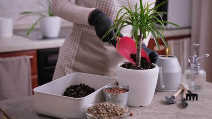 妇女在家里重新种植龙血树植物