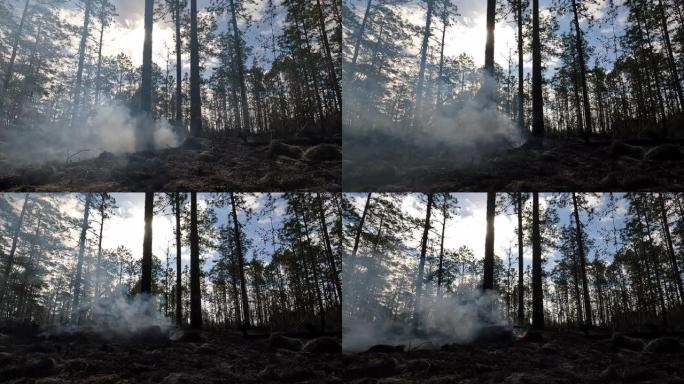 规定的烧伤后，从松树上燃烧的掉落的障碍中冒出地面烟雾