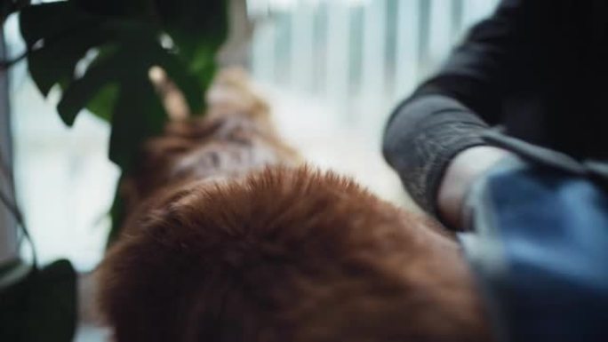 主人在家用蓝色手套梳理他的狗。主人梳理头发。