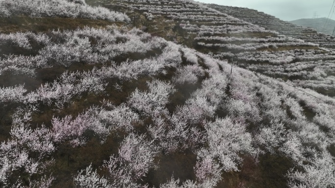 桃花林 万亩桃花林