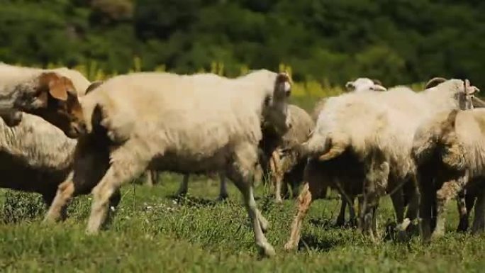 欢快的卷毛羊在田野里跳跃和奔跑选择美味的药草