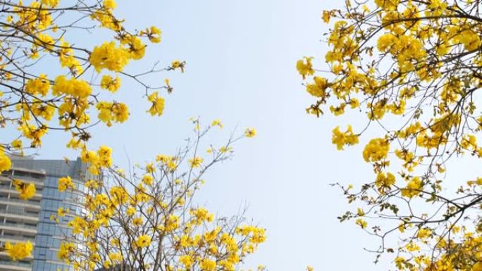 手花菊花开花花盛开花海银杏花开