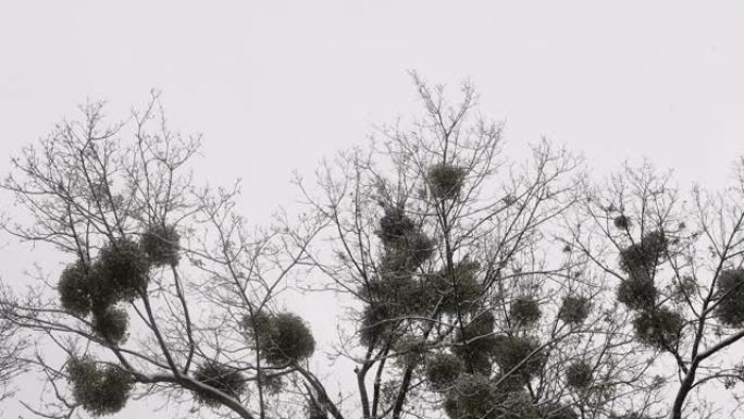 一棵覆盖着槲寄生的树在降雪下矗立。
