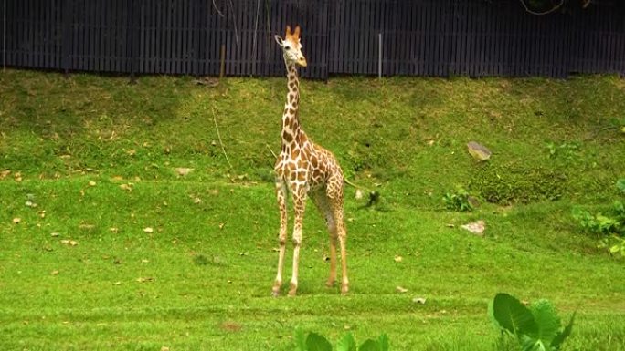 瓜拉兰普尔一家动物园的长颈鹿