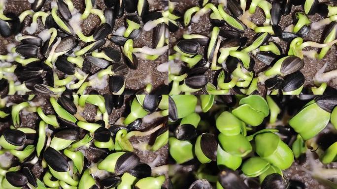 延时微绿种子栽培葵花籽健康食品