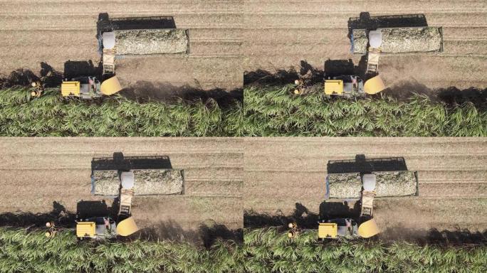 联合收割机在田间切割甘蔗，空中俯视图