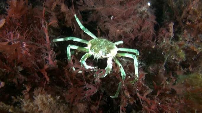蟹，又称strigun蟹，生活在水下藻类之间。