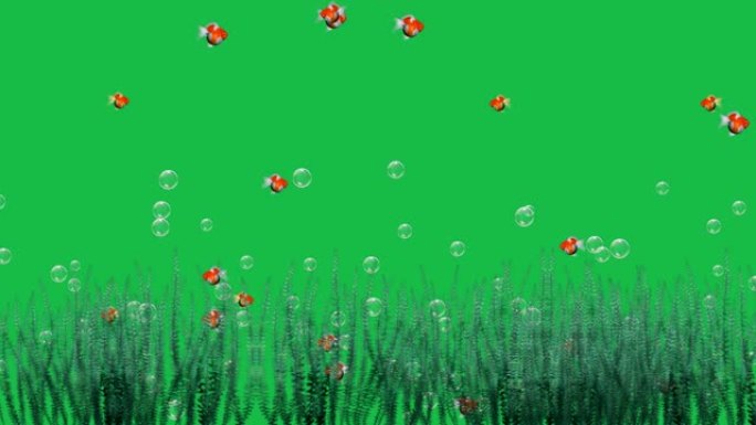 水下金鱼和草在绿屏背景上运动图形效果。