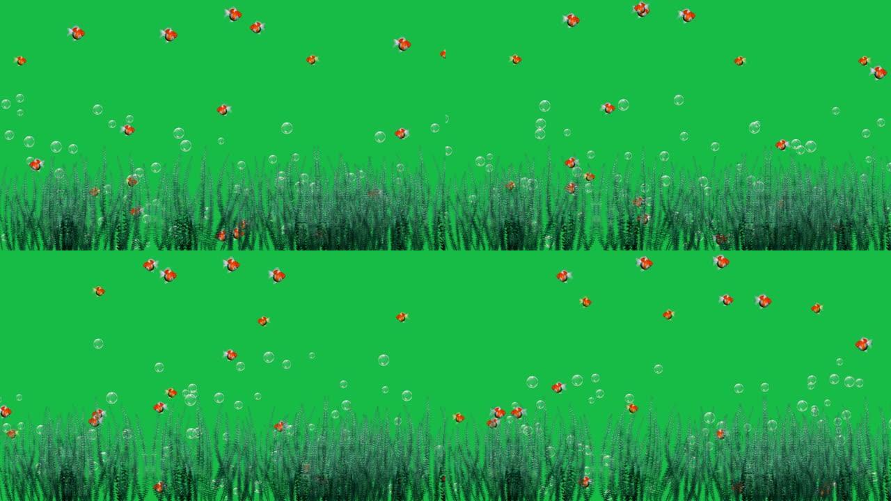 水下金鱼和草在绿屏背景上运动图形效果。
