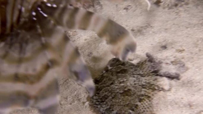 在红海水下的扁平鱼之后，狮子鱼游入视频帧。