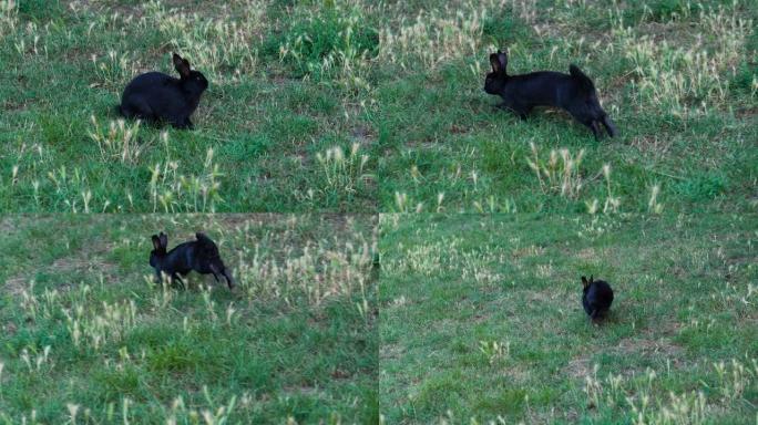 黑色毛皮的可爱的兔子跑着跳进绿色的草地。慢动作拍摄。