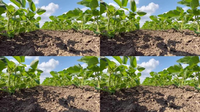 育成的绿色大豆幼苗植株在完全洁净的农业种植地里，低角视图
