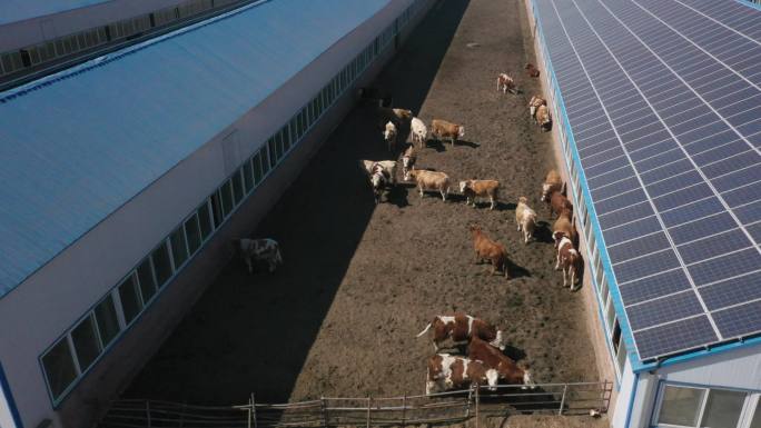 光伏 养牛 太阳能 养殖 肉牛