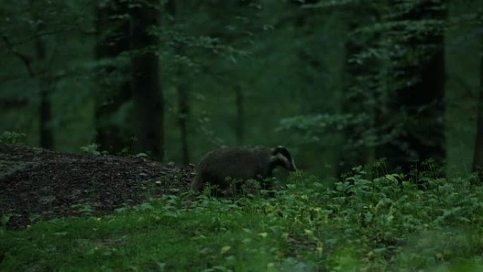 欧洲獾 (Meles meles) 在森林地板上觅食