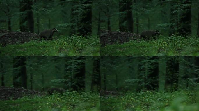 欧洲獾 (Meles meles) 在森林地板上觅食