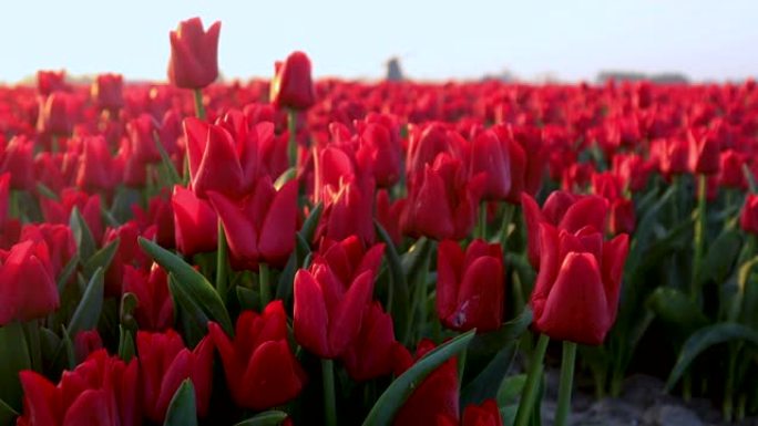荷兰春季场景，在荷兰北部日出时，郁金香田野和风车的多彩细节
