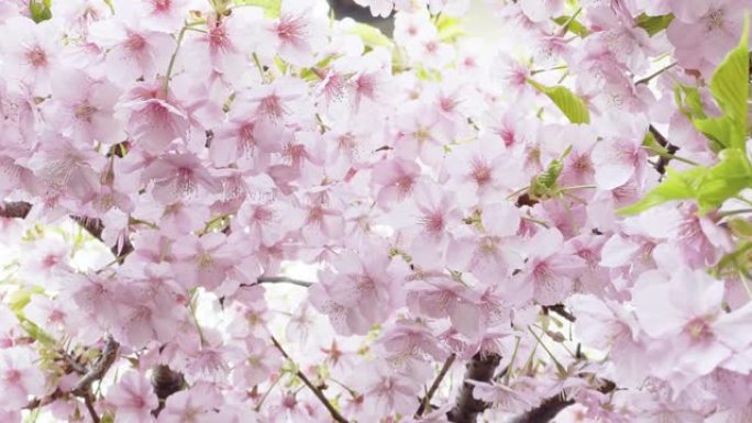 盛开的樱花在微风中摇摆。日本春天的一幕。卡瓦祖-扎库拉·兰纳·卡里尔的折痕。修复