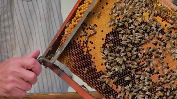 养蜂人打开蜂窝。