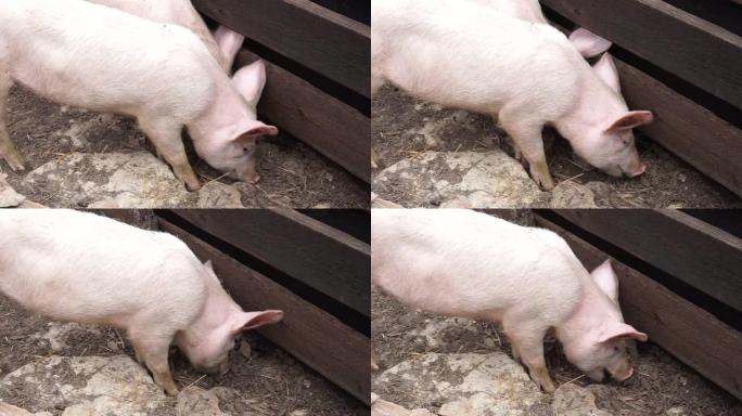 一只白色的小家猪在bar里挖东西吃东西