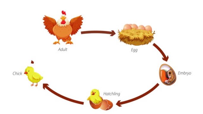 鸡生命周期图动画