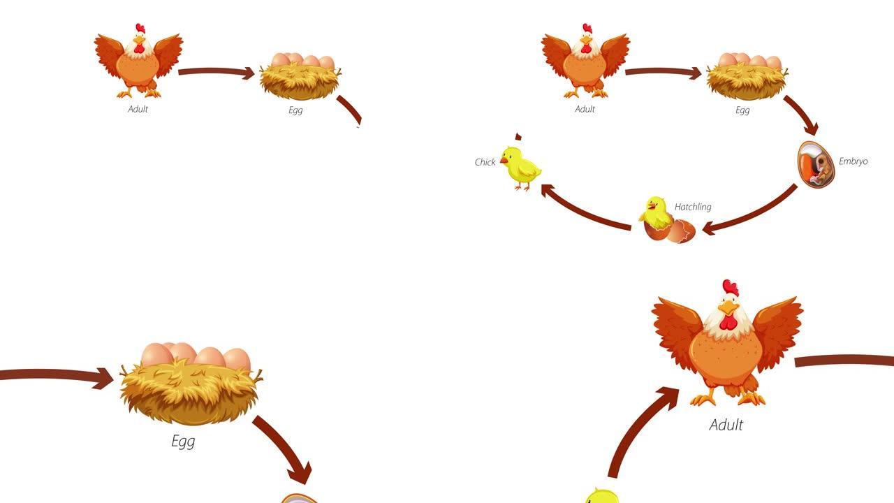 鸡生命周期图动画