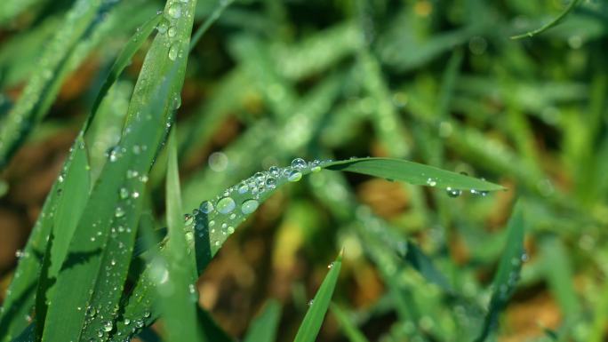 露水，雨水，植物，小麦，麦苗