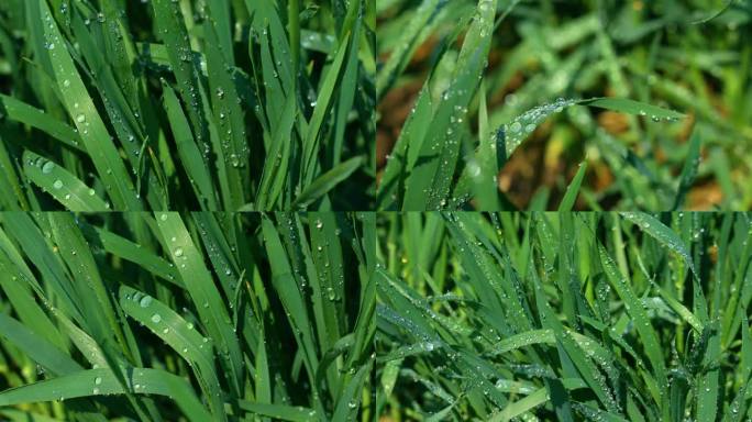 露水，雨水，植物，小麦，麦苗