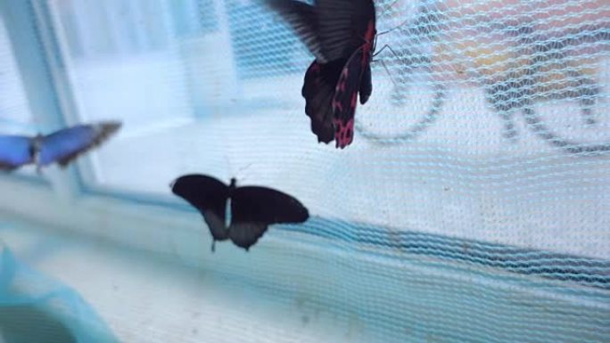 非常美丽的蝴蝶飞得慢了10倍