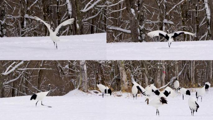 丹顶鹤在雪地里跳求爱舞。