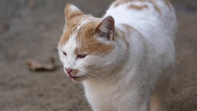 白黄猫的肖像，大眼睛的特写猫，可爱的流浪猫，