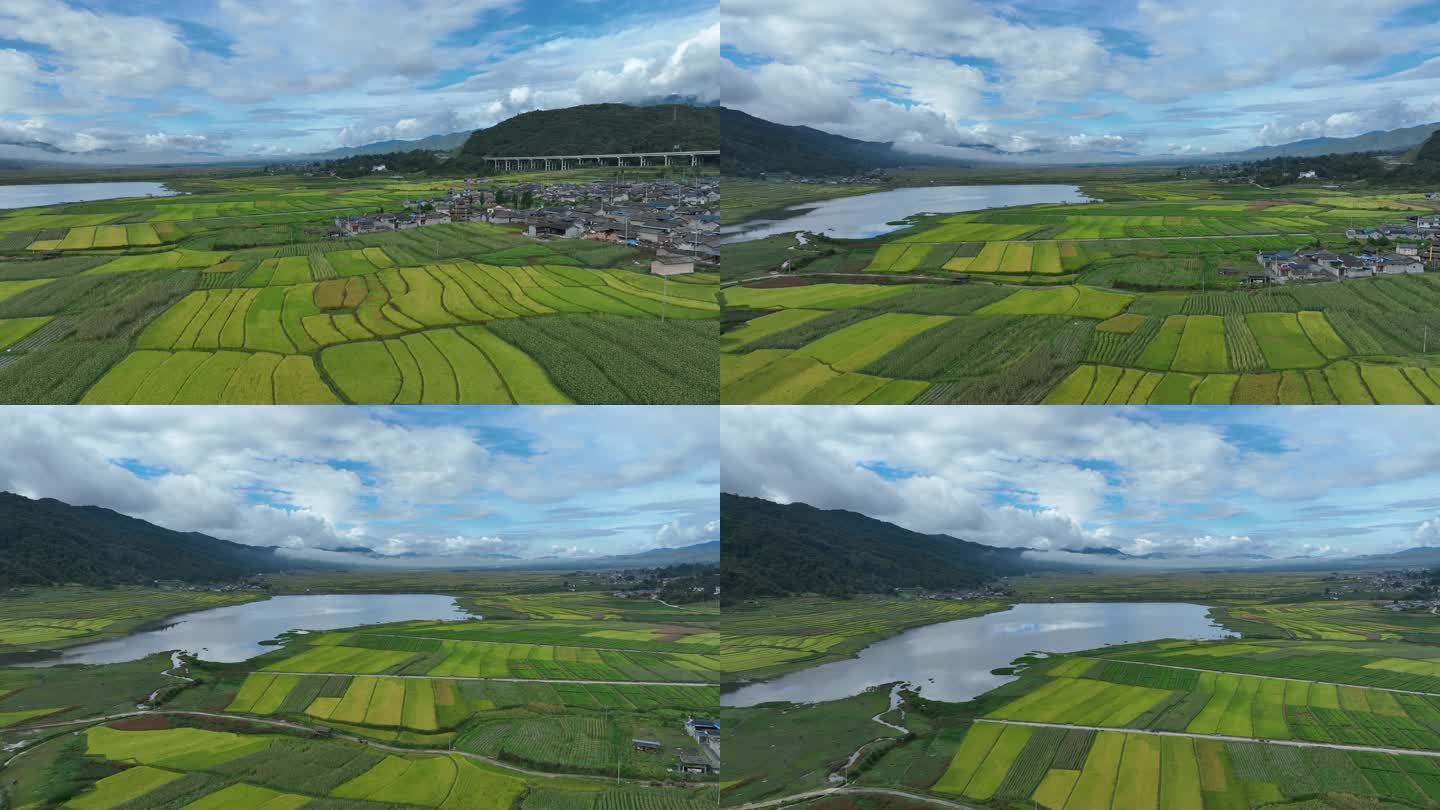青山绿水间的稻田