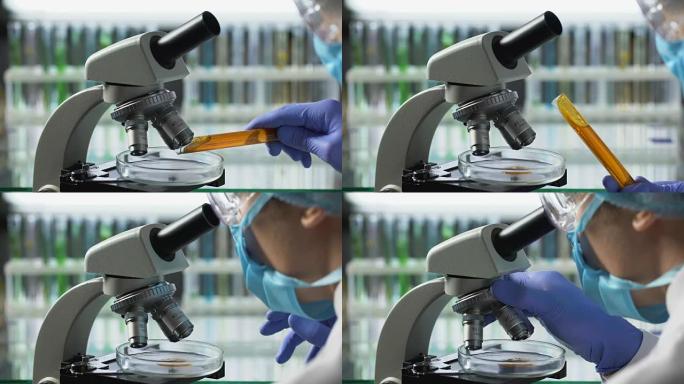 食品技术工程师在显微镜下观察棕榈油，检查质量