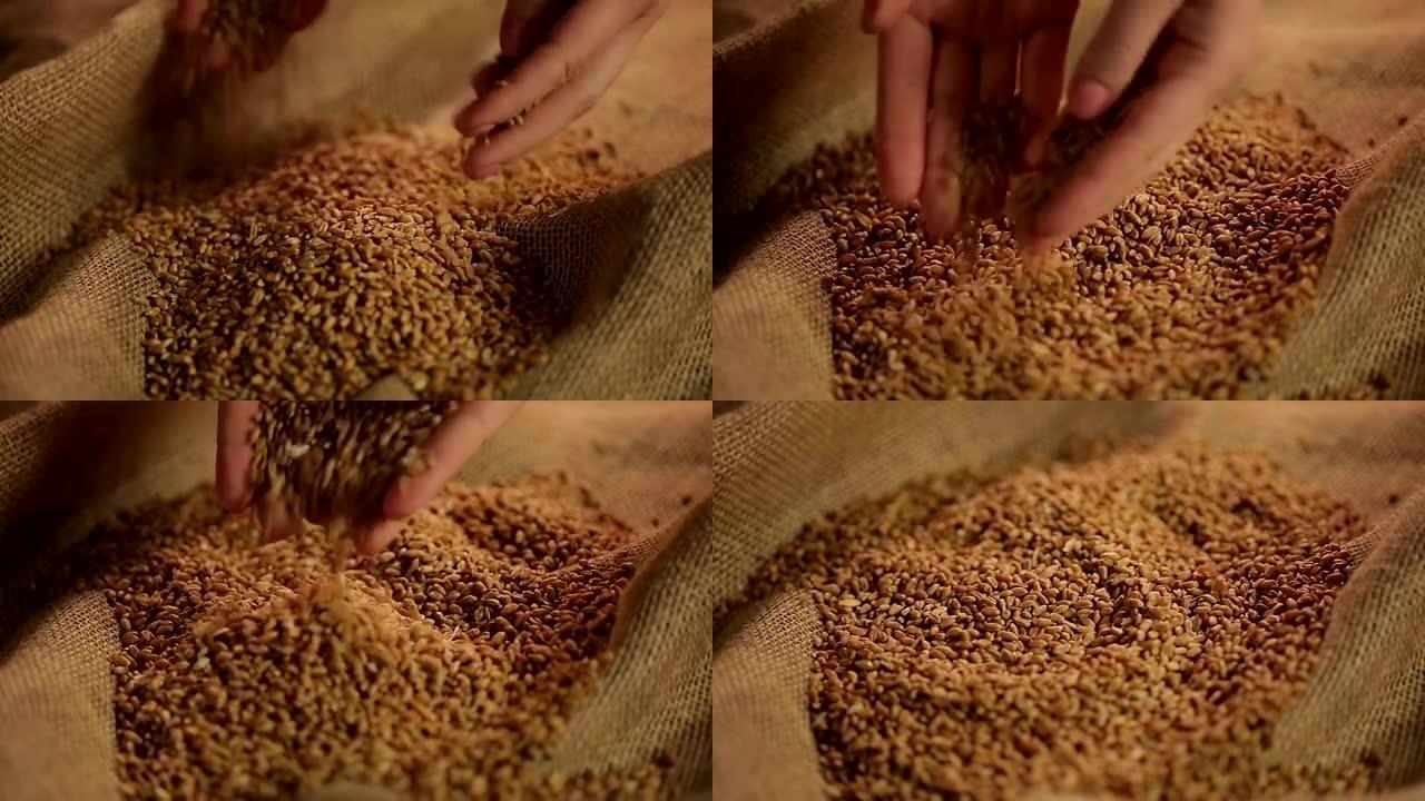 努力工作的农民的手展示了优质的小麦谷物