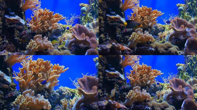 美丽的，海洋多彩的珊瑚在蓝色的水水族馆